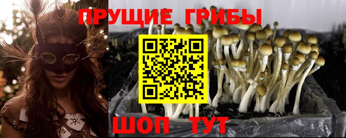 Грязи  Псилоцибиновые грибы GOLDEN TEACHER  где найти   Вход с VPN 